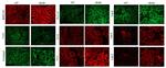 Prostasin Antibody in Immunohistochemistry (Paraffin) (IHC (P))