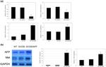 c-Met Antibody in Western Blot (WB)