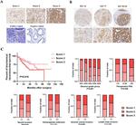 MIP-3 alpha Antibody in Immunohistochemistry (Paraffin) (IHC (P))