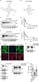 alpha Synuclein Antibody in Western Blot (WB)