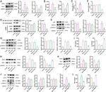 MIF Antibody in Western Blot (WB)