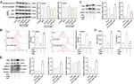 MIF Antibody in Western Blot (WB)