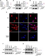 Estrogen Receptor beta Antibody in Western Blot, Immunocytochemistry (WB, ICC/IF)