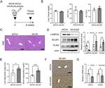 NCoR1 Antibody in Immunohistochemistry (Paraffin) (IHC (P))