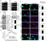 beta Catenin Antibody in Western Blot, Immunocytochemistry (WB, ICC/IF)