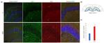 APOE Antibody in Immunohistochemistry (Frozen) (IHC (F))