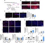 iNOS Antibody in Immunohistochemistry (Paraffin) (IHC (P))