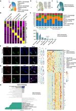 Osteopontin Antibody in Immunocytochemistry (ICC/IF)