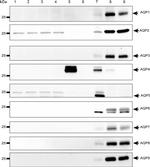 Aquaporin 5 Antibody in Western Blot (WB)