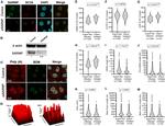 SARNP Antibody in Western Blot (WB)