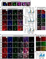 Angiotensinogen Antibody in Immunocytochemistry (ICC/IF)