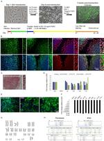 Nanog Antibody in Immunohistochemistry (IHC)