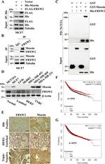 Moesin Antibody in Immunohistochemistry (Paraffin) (IHC (P))