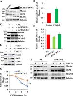 Moesin Antibody in Western Blot (WB)