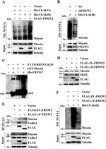 Moesin Antibody in Western Blot (WB)