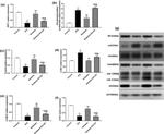 SIRT1 Antibody in Western Blot (WB)