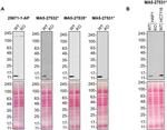 CHCHD10 Antibody in Western Blot (WB)