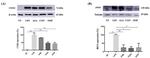 iNOS Antibody in Mass Spectrometry (MS)