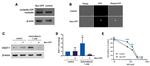 Nucleolin Antibody in Western Blot (WB)