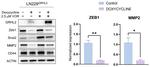 GRHL2 Antibody in Western Blot (WB)