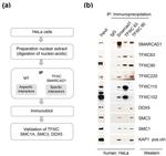 GTF3C4 Antibody in Western Blot, Immunoprecipitation (WB, IP)