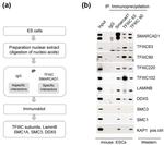 GTF3C4 Antibody in Western Blot, Immunoprecipitation (WB, IP)