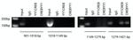 CREB Antibody in ChIP Assay (ChIP)