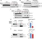 TIRAP Antibody in Immunoprecipitation (IP)