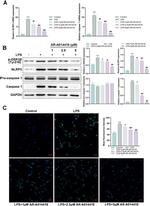 Caspase 1 Antibody in Western Blot (WB)