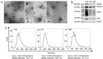 CD63 Antibody in Western Blot (WB)