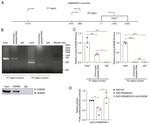 JMJD1B Antibody in Western Blot (WB)