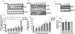 Angiogenin Antibody in Western Blot (WB)