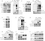 FBXW7 Antibody in Western Blot (WB)