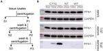 Profilin 1 Antibody in Mass Spectrometry (MS)