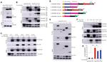 Profilin 1 Antibody in Western Blot (WB)