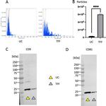 CD9 Antibody in Western Blot (WB)