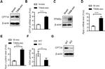 CPT1A Antibody in Western Blot (WB)