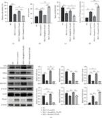 GPX4 Antibody in Western Blot (WB)