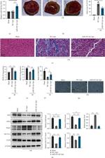 GPX4 Antibody in Western Blot (WB)