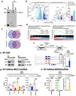 MUC1 Antibody in Immunoprecipitation (IP)