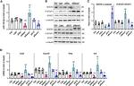 SOCS1 Antibody in Western Blot (WB)