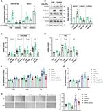 SOCS1 Antibody in Western Blot (WB)