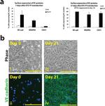 CD144 (VE-cadherin) Antibody in Immunocytochemistry, Flow Cytometry (ICC/IF, Flow)