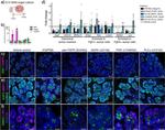 Claudin 10 Antibody in Immunohistochemistry (Paraffin) (IHC (P))