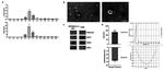 CD63 Antibody in Western Blot (WB)