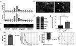 CD63 Antibody in Western Blot (WB)