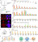 c-Myc Antibody in ChIP Assay (ChIP)