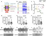 Lamin A/C Antibody in Western Blot (WB)