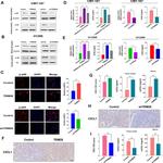 CXCL1 Antibody in Immunohistochemistry (IHC)