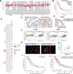 TRIM28 Antibody in Immunohistochemistry (IHC)